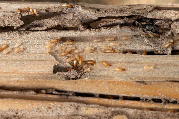 Pecan Acres, TX Pest Control Company